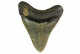 Fossil Megalodon Tooth - North Carolina #160566-1